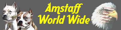 amstaff world wide